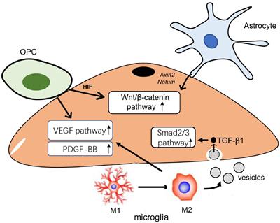 Glial cells: an important switch for the vascular function of the central nervous system
